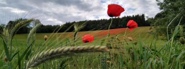 Gerste_Mohn